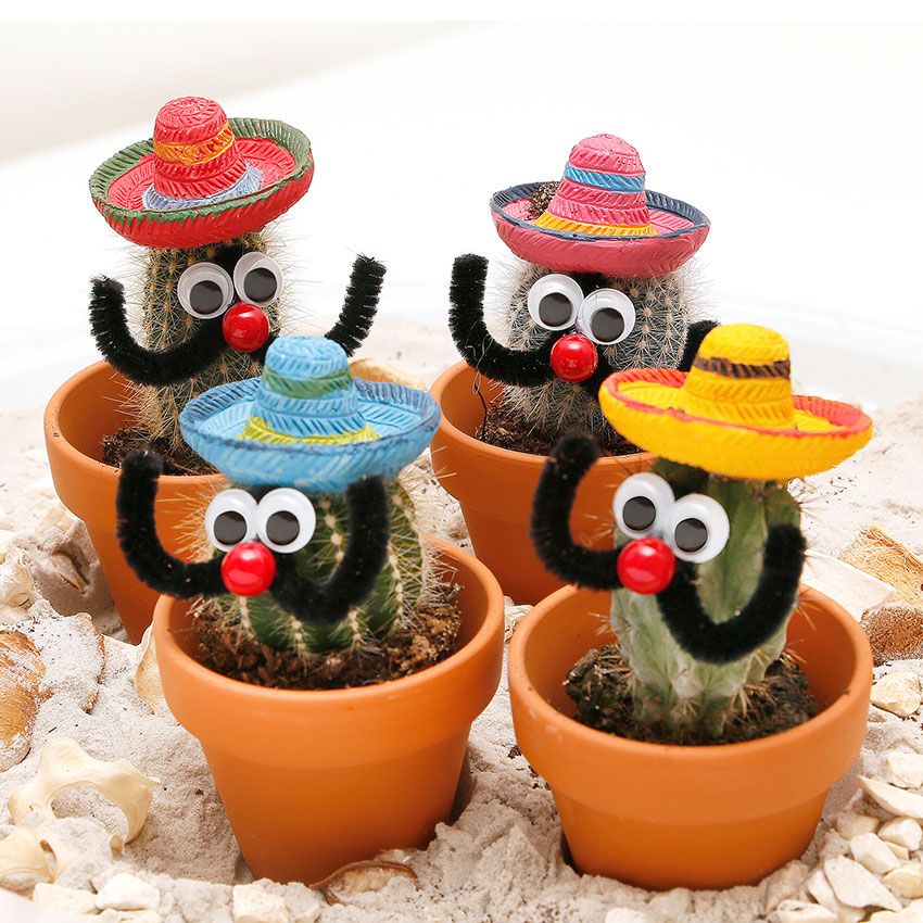 Sombrero-Cactussen-12-stuks-1