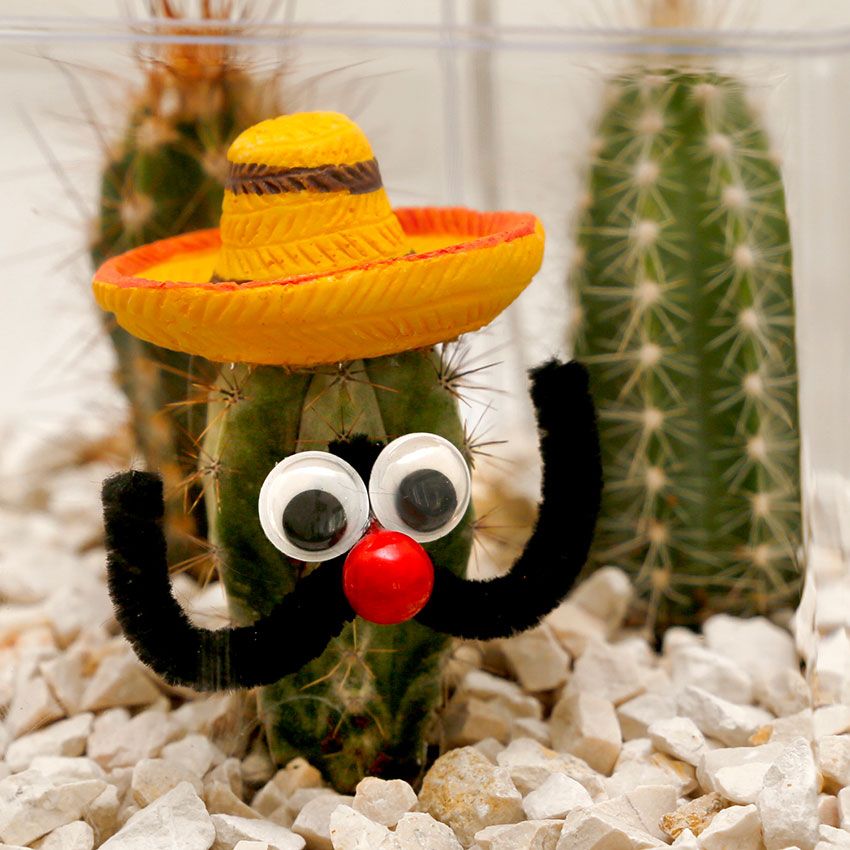 Sombrero-Cactussen-12-stuks-2