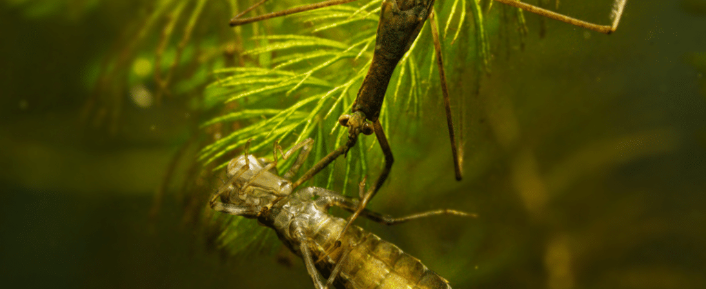 Waterinsecten en kleine waterbeestjes herkennen in de vijver