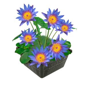 vdvelde.com - Blaue Seerose - Einzigartige und alleinverträgliche blaue Seerose - Nymphaea Blue Queen - Lotus - Inklusive Teichkorb
