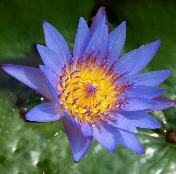 Nénuphar bleu lotus Nénuphar bleu lotus