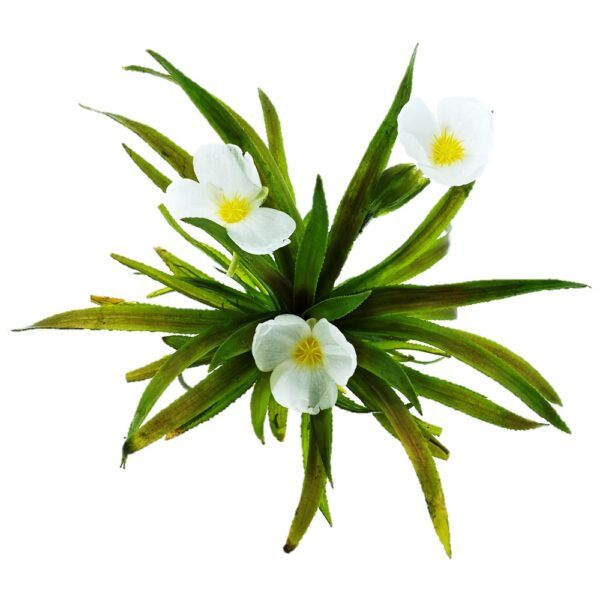 Krabbescheer drijvende zuurstofplant drijfplanten