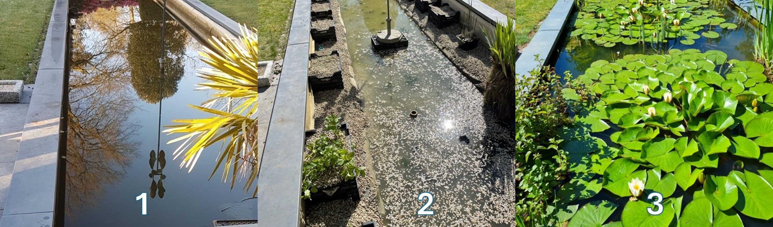 Aménagement d'un étang miroir plantation d'un étang étroit