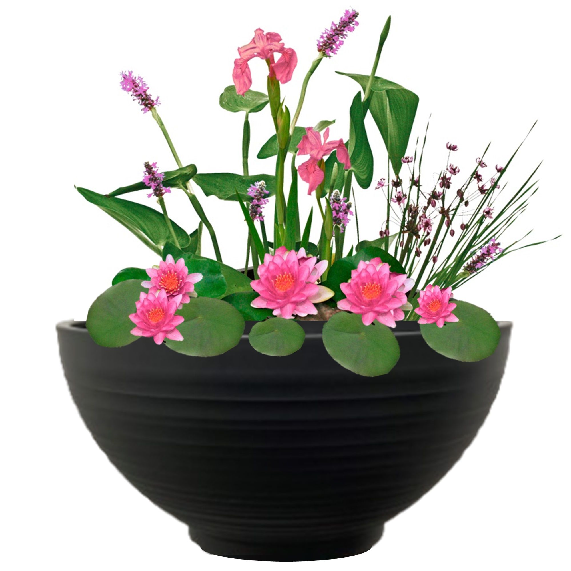 Mini Vijver Schaal met Planten Set – Roze