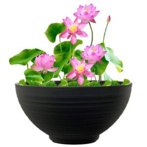 vdvelde.com Terrassen-Teichpflanzen-Set Winterhart - 2 rosa Lotus