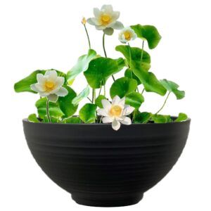 vdvelde.com Terrassen-Teichpflanzen-Set Winterhart - 2 weiße Lotusblumen
