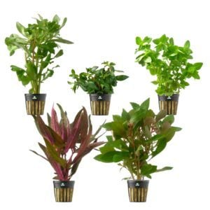 vdvelde.com - Aquarienpflanzen Mix - Lebendig - 5 Stück - Höhe 15-20 cm
