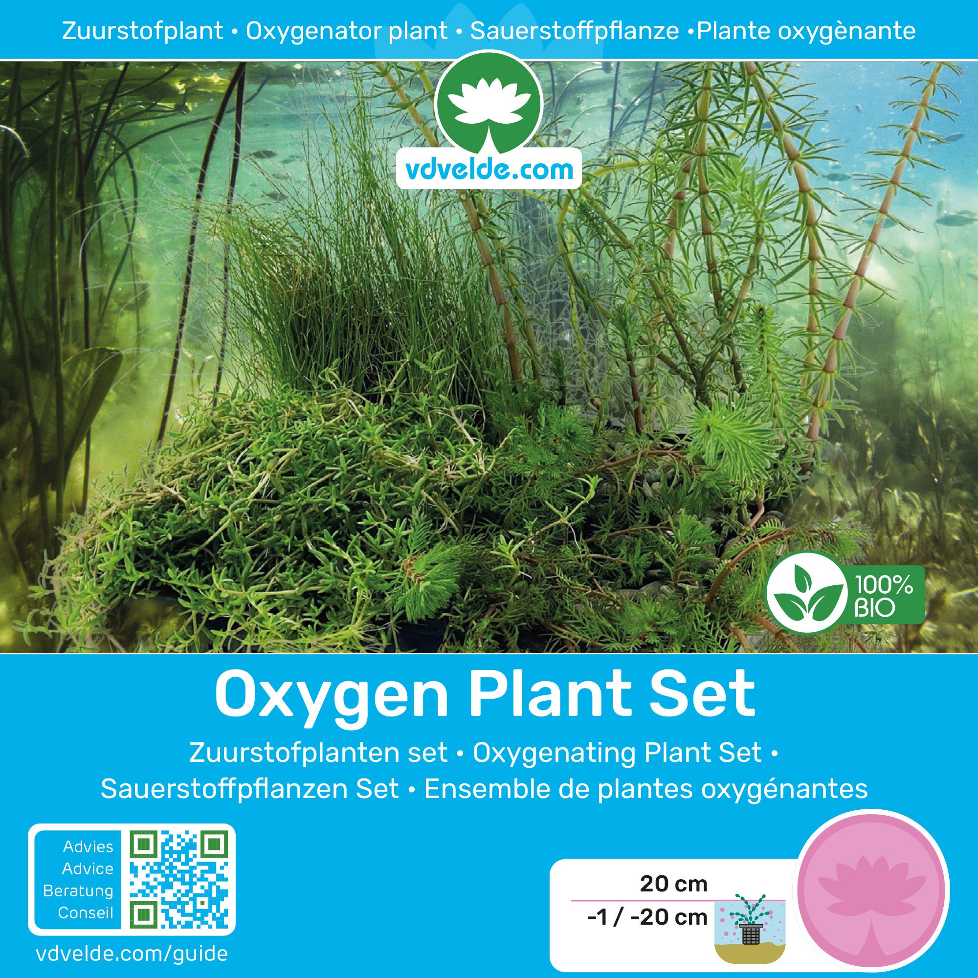 Minivijver-Zuurstofplanten-Set-Hoornblad-1