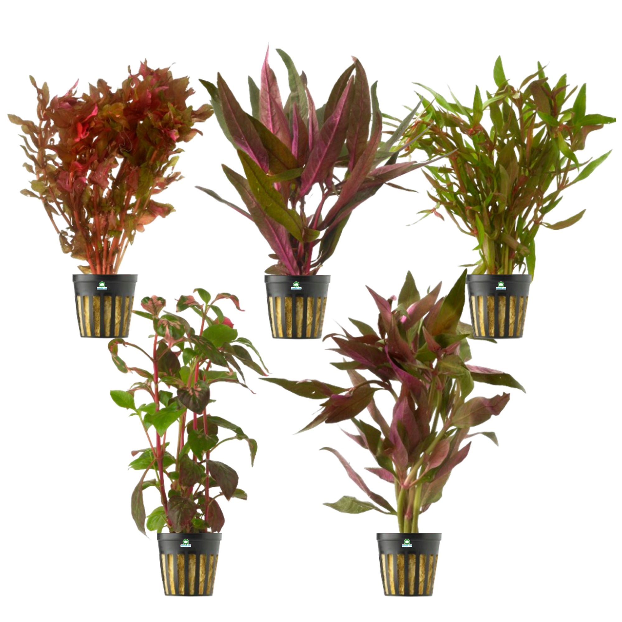 Rode Aquariumplanten – 5 stuks