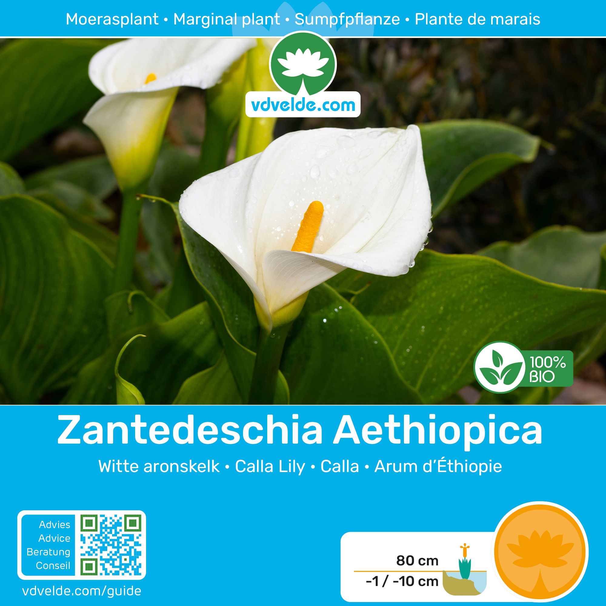 Witte-Aronskelk-4-stuks-Zantedeschia-Aethiopica-2