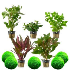 vdvelde.com - Aquariumplanten Mix - Levend - 5 stuks - Hoogte 15-20 cm