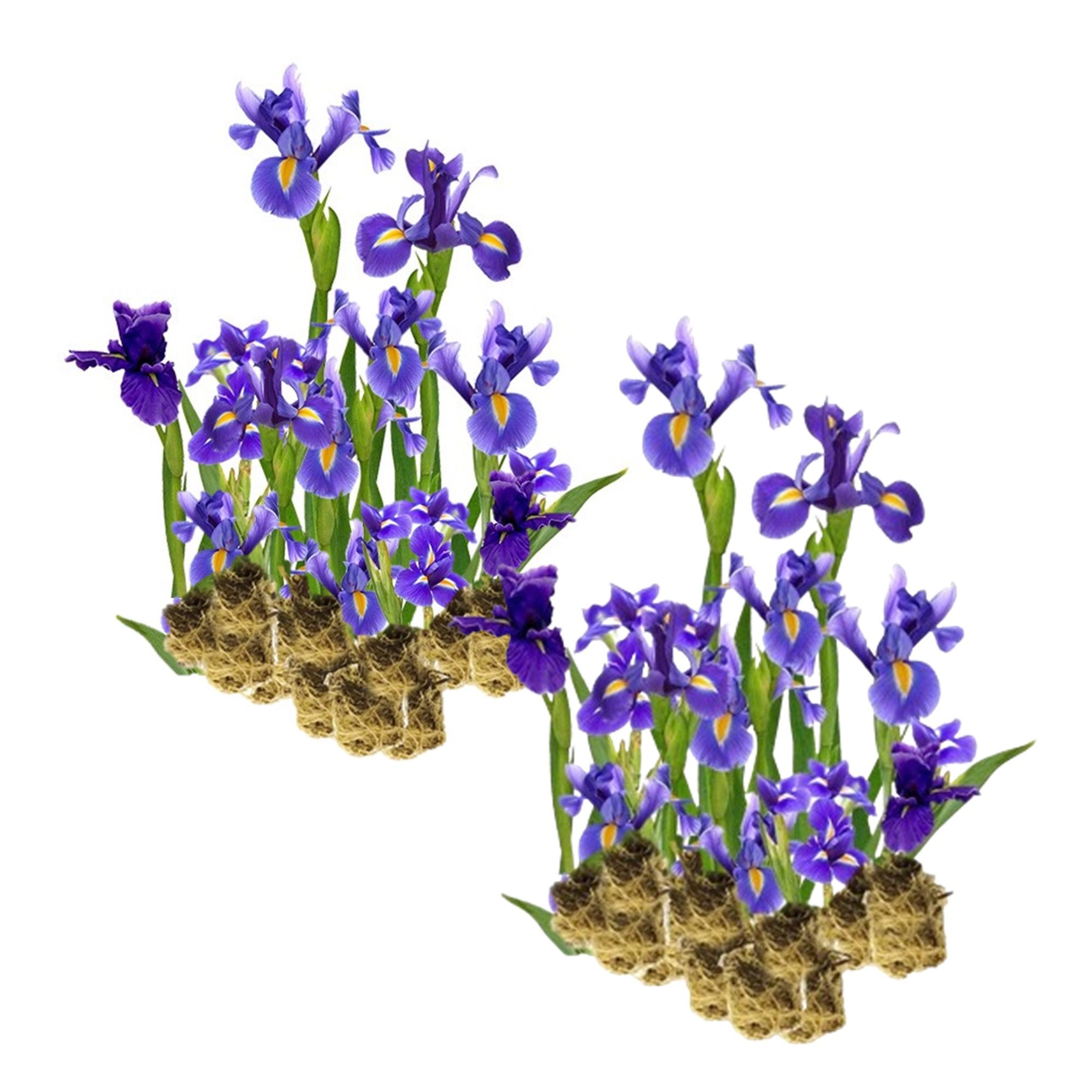Blauwe Lis – 30 stuks – Iris Kaempferi