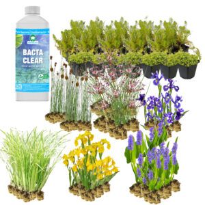 vdvelde.com - Mélange filtrant hélophyte - Pour environ 10 m² - 168 plantes filtrantes individuelles - 6 espèces - Pour filtres de marais - Plantes filtrantes rustiques - Van der Velde Plantes aquatiques
