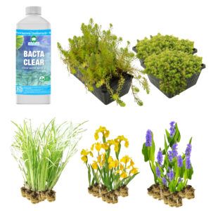 vdvelde.com - Plant Filter Pond XL - pour un filtre de marais de 4m² - 64 plantes vivaces pour étang - Filtre à hélophytes pour une purification naturelle de l'eau - Van der Velde Aquatic Plants