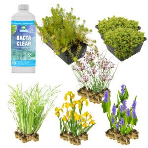 vdvelde.com - Plantenfilter vijver XL - voor een moerasfilter van 4m² - 64 Winterharde Vijverplanten - Helofytenfilter voor Natuurlijke Waterzuivering - Van der Velde Waterplanten