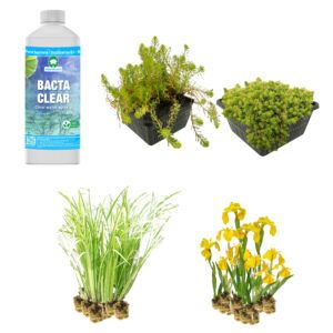vdvelde.com - Pflanzenfilter Teich - für einen 2m² Sumpffilter - 32 winterharte Teichpflanzen - Helophytenfilter für natürliche Wasserreinigung - Van der Velde Aquatic Plants