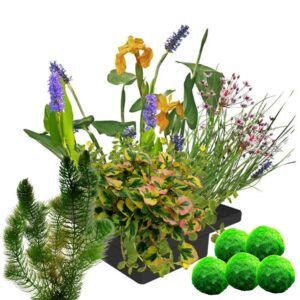 vdvelde.com - Îlot de plantes flottantes - DIY - 4 fleurs Plantes aquatiques - Anneau flottant inclus