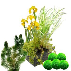 vdvelde.com - Mini Set de Plantes Aquatiques pour Bassin Hardy - 4 Plantes Aquatiques Fleuries - Panier de Bassin Inclus