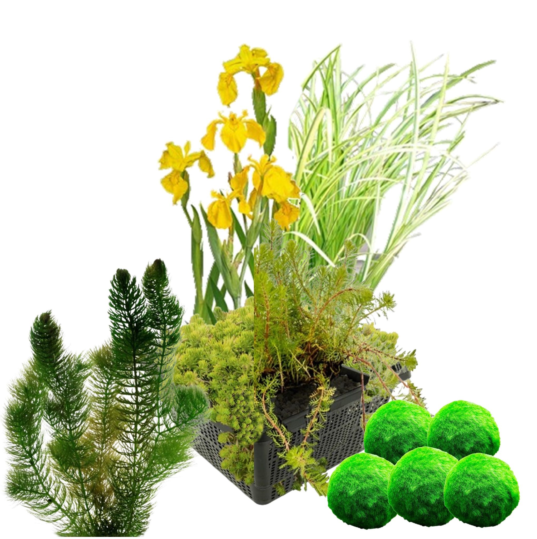 Minivijver Waterplanten Set