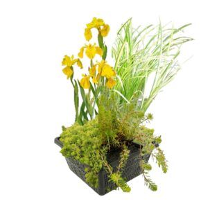 vdvelde.com - Mini bassin Plantes aquatiques Set Hardy - 4 Flowering Plantes aquatiques - Inclus un panier de bassin