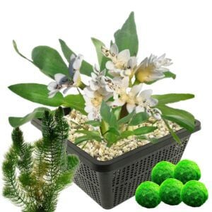 vdvelde.com - Lotus plante rose 2 pièces