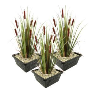 vdvelde.com - Lisdodde Typha Latifolia - 4 pièces + Aqua Set - Hardy Plantes de bassin - Van der Velde Plantes aquatiques