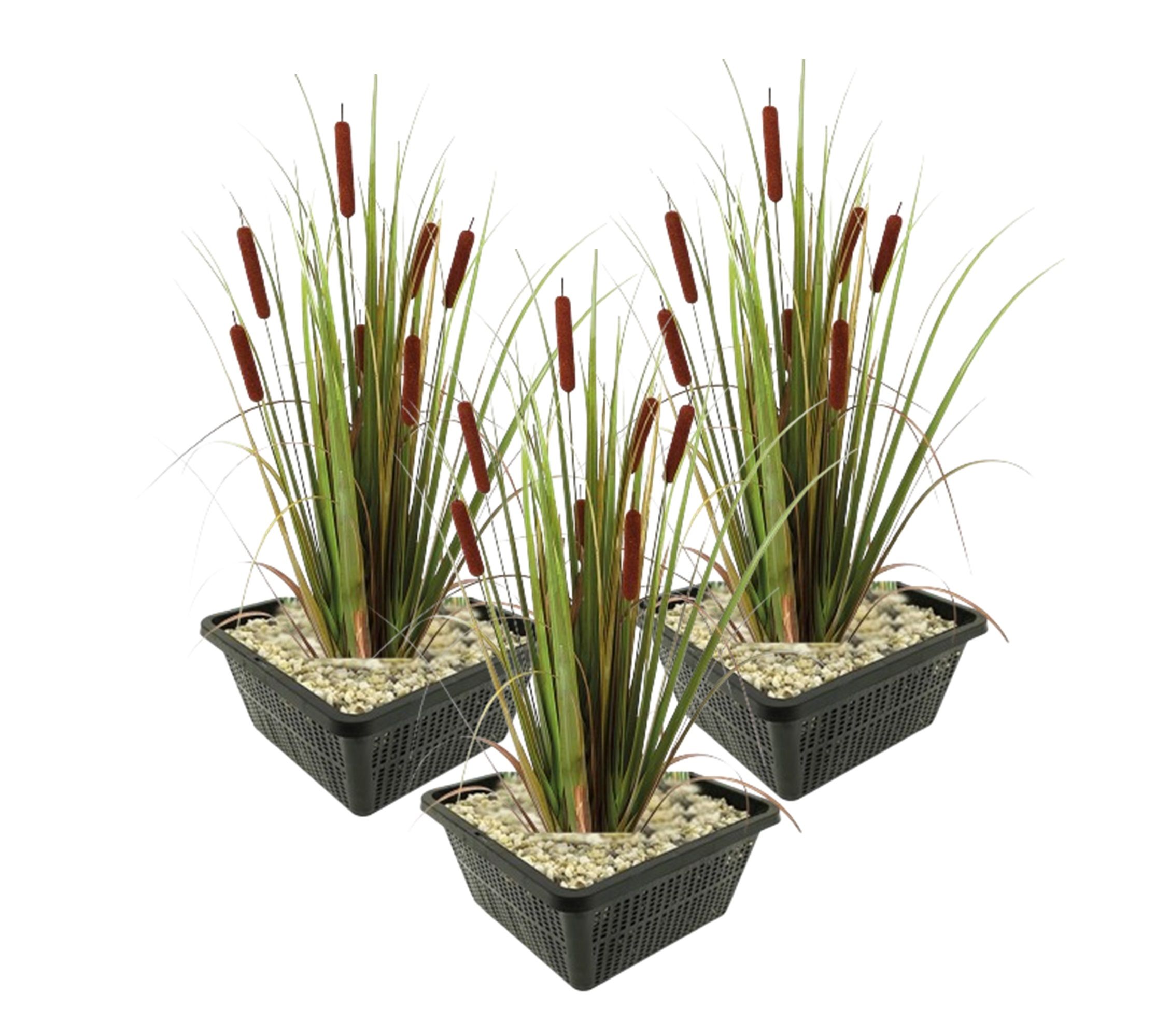 vdvelde.com - Lisdodde Typha Latifolia - 4 stuks + Aqua Set - Winterharde Vijverplanten - Van der Velde Waterplanten