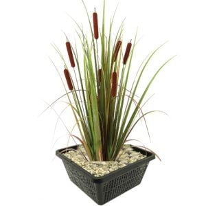 vdvelde.com - Rohrkolbe Typha Latifolia - 4 Stück + Aqua Set - Winterharte Teichpflanzen - Van der Velde Wasserpflanzen