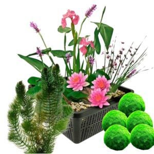 vdvelde.com - Mini-Teichpflanzen-Set Winterhart - Rote + Sauerstoffpflanzen - 1 rote Seerose