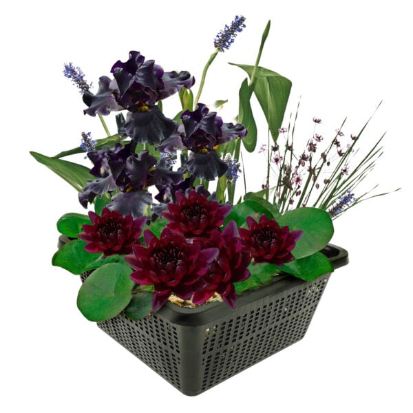 vdvelde.com - Mini Pond Plants Set Hardy - Red - 1 Red Water Lily og 3 blomstrende vandplanter - Inkluderer Pond Basket