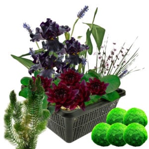 vdvelde.com - Mini-Teichpflanzen-Set Winterhart - Rot - 1 rote Seerose und 3 blühende Wasserpflanzen - Inklusive Teichkorb