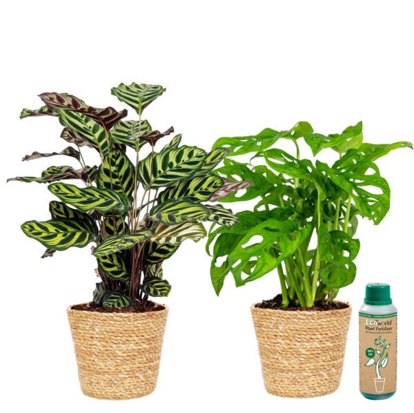 vdvelde.com - Luchtzuiverende kamerplanten - Makkelijk te verzorgen - potmaat 12 cm - in Zeegras pot + kamerplantenvoeding