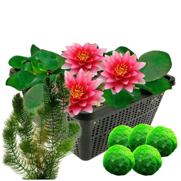 Rode waterlelie + Zuurstofplanten Nenúfar rojo + Plantas oxigenantes