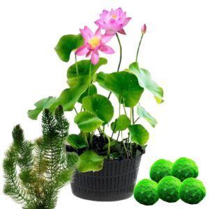 vdvelde.com - Lotus plante rose 2 pièces