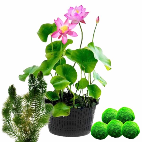 Lotus + Zuurstofplanten tegen Algen Lotus + Plantas que consumen oxígeno contra las algas