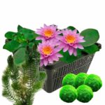 Nénuphar rose + Plantes oxygénantes