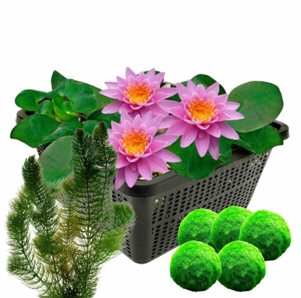Roze waterlelie + Zuurstofplanten Nénuphar rose + Plantes oxygénantes