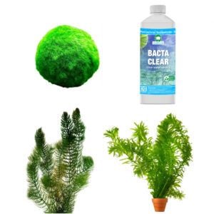 vdvelde.com - Losse Zuurstofplanten totaalpakket - voor 2.000 - 2.500 liter water - 22 Winterharde Vijverplanten - Natuurlijke Algenbestrijding - Helder Vijver Water - Van der Velde Waterplanten