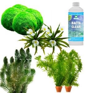 vdvelde.com - Losse Zuurstofplanten Pakket - voor 15.000 - 20.000 liter water + BactaClear - 124 Winterharde Vijverplanten - Natuurlijke Algenbestrijding - Helder Vijver Water - Van der Velde Waterplanten