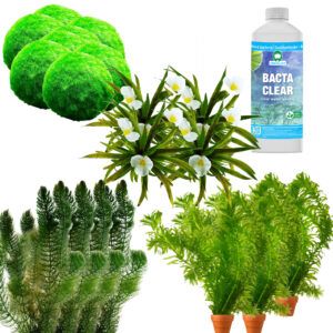 vdvelde.com - Losse Zuurstofplanten Pakket - voor 15.000 - 20.000 liter water + BactaClear - 124 Winterharde Vijverplanten - Natuurlijke Algenbestrijding - Helder Vijver Water - Van der Velde Waterplanten