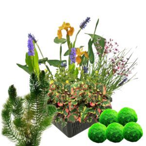 vdvelde.com - Mini-Teich Wasserpflanzen Set Winterhart  - 4 blühende Wasserpflanzen - Inklusive Teichkorb