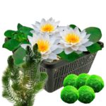 Nenúfar blanco + Plantas oxigenantes