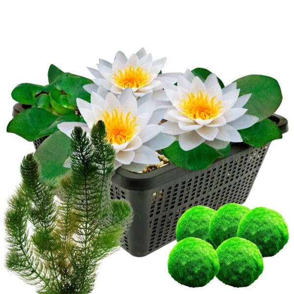 Witte Waterlelie + Zuurstofplanten Nenúfar blanco + Plantas oxigenantes