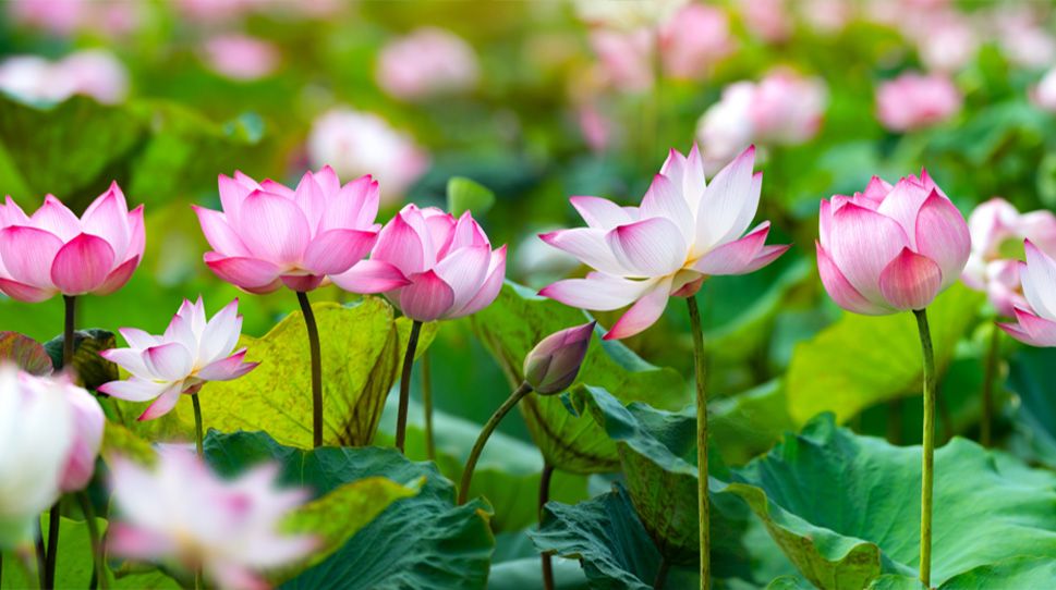 Lotus bloem planten
