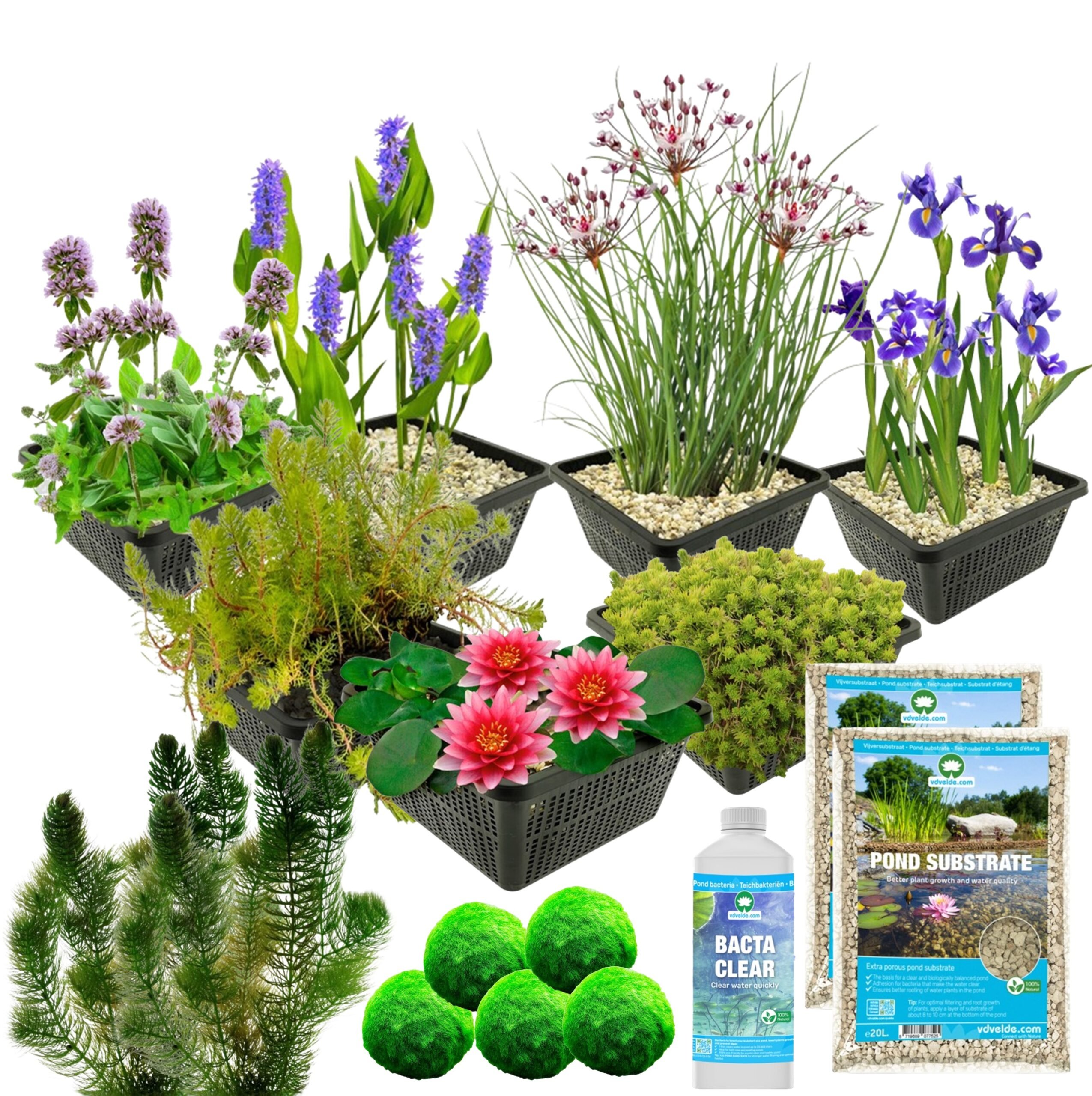 vdvelde.com - Vijverplanten Pakket - voor ca. 1000 liter water - 36 Winterharde Waterplanten - Inclusief Grond