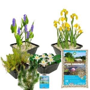 vdvelde.com - Vijverplanten Pakket Wit Winterhart - 19 Waterplanten - Voor kleine vijver ca. 100 - 500 Liter Water - Inclusief Vijvermanden