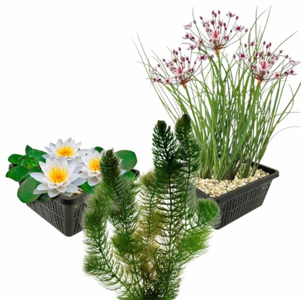 Inheemse Vijverplanten Plantes de bassin indigènes