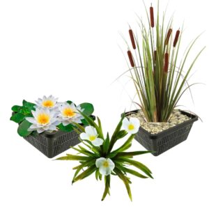 Plantes aquatiques indigènes