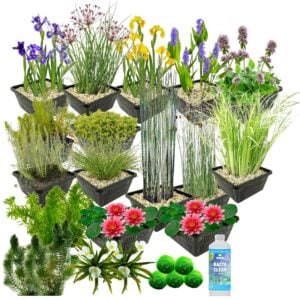 vdvelde.com - Plantes aquatiques Package - pour 2500 litres d'eau - 93 Hardy Plantes aquatiques - Paniers d'étang inclus
