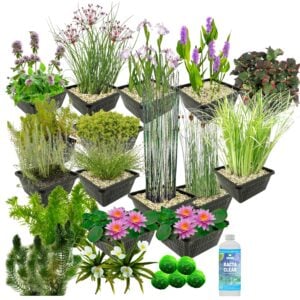 vdvelde.com - Wasserpflanzenpaket - für 2500 Liter Wasser - 93 Winterharte Wasserpflanzen - Enthält Teichkörbe